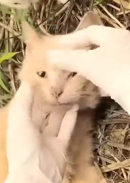 Part2 Animals Rescue #dogrescue #rescuedog #dogsofttiktok #foryoupage #foryou #dogs