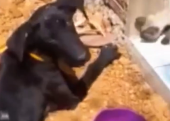 Part2 Animals Rescue #dogrescue #rescuedog #dogsofttiktok #foryoupage #foryou #dogs