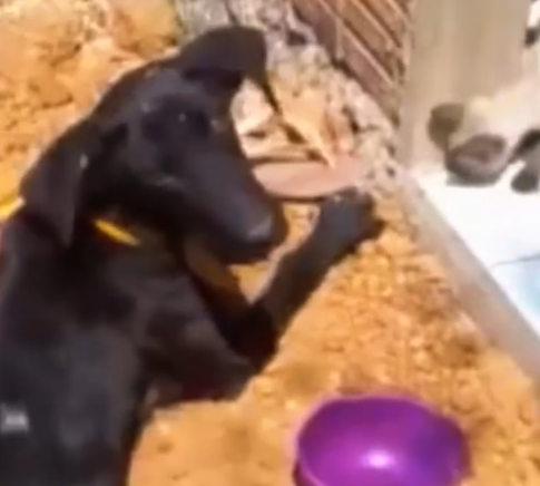 Part2 Animals Rescue #dogrescue #rescuedog #dogsofttiktok #foryoupage #foryou #dogs