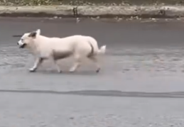 Part2 Animals Rescue #dogrescue #rescuedog #dogsofttiktok #foryoupage #foryou #dogs