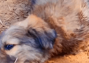 Part2 Animals Rescue #dogrescue #rescuedog #dogsofttiktok #foryoupage #foryou #dogs