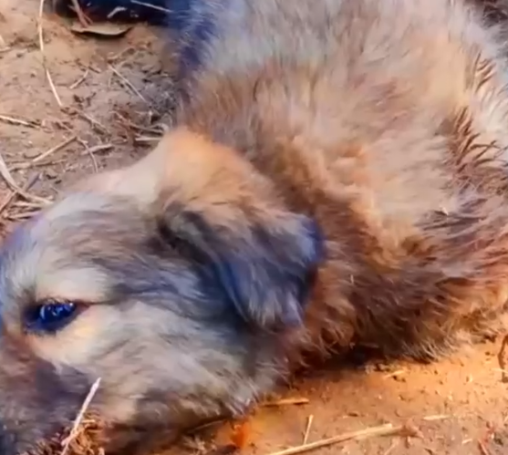 Part2 Animals Rescue #dogrescue #rescuedog #dogsofttiktok #foryoupage #foryou #dogs