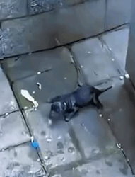 Part2 Animals Rescue #dogrescue #rescuedog #dogsofttiktok #foryoupage #foryou #dogs