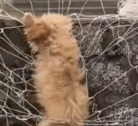 Part2 Animals Rescue #dogrescue #rescuedog #dogsofttiktok #foryoupage #foryou #dogs