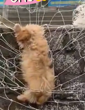 Part2 Animals Rescue #dogrescue #rescuedog #dogsofttiktok #foryoupage #foryou #dogs