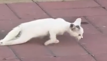 Part2 Animals Rescue #dogrescue #rescuedog #dogsofttiktok #foryoupage #foryou #dogs