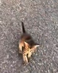 Part2 Animals Rescue #dogrescue #rescuedog #dogsofttiktok #foryoupage #foryou #dogs