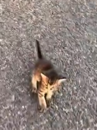 Part2 Animals Rescue #dogrescue #rescuedog #dogsofttiktok #foryoupage #foryou #dogs