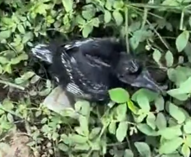 Part2 Animals Rescue #dogrescue #rescuedog #dogsofttiktok #foryoupage #foryou #dogs