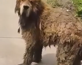 Part2 Animals Rescue #dogrescue #rescuedog #dogsofttiktok #foryoupage #foryou #dogs