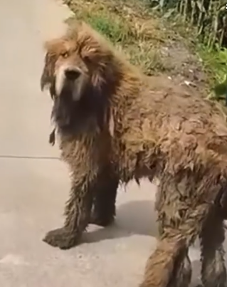 Part2 Animals Rescue #dogrescue #rescuedog #dogsofttiktok #foryoupage #foryou #dogs