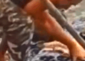 Part2 Animals Rescue #dogrescue #rescuedog #dogsofttiktok #foryoupage #foryou #dogs