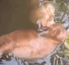 Part2 Animals Rescue #dogrescue #rescuedog #dogsofttiktok #foryoupage #foryou #dogs