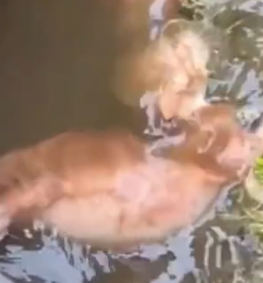 Part2 Animals Rescue #dogrescue #rescuedog #dogsofttiktok #foryoupage #foryou #dogs