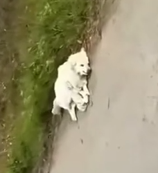 Part2 Animals Rescue #dogrescue #rescuedog #dogsofttiktok #foryoupage #foryou #dogs