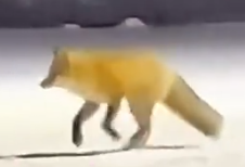 Part2 Animals Rescue #dogrescue #rescuedog #dogsofttiktok #foryoupage #foryou #dogs