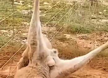 Part2 Animals Rescue #dogrescue #rescuedog #dogsofttiktok #foryoupage #foryou #dogs