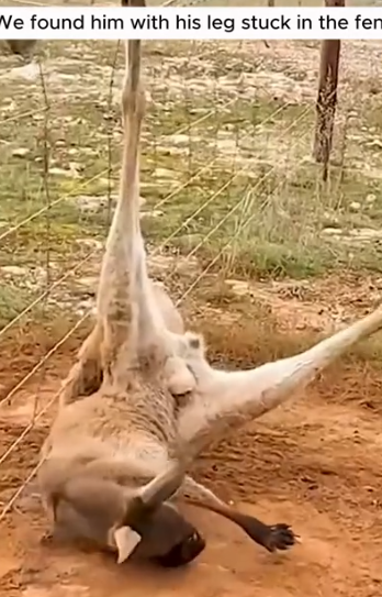 Part2 Animals Rescue #dogrescue #rescuedog #dogsofttiktok #foryoupage #foryou #dogs