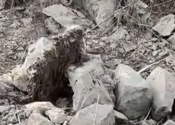 Part2 Animals Rescue #dogrescue #rescuedog #dogsofttiktok #foryoupage #foryou #dogs