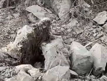 Part2 Animals Rescue #dogrescue #rescuedog #dogsofttiktok #foryoupage #foryou #dogs