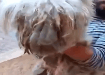 Part2 Animals Rescue #dogrescue #rescuedog #dogsofttiktok #foryoupage #foryou #dogs