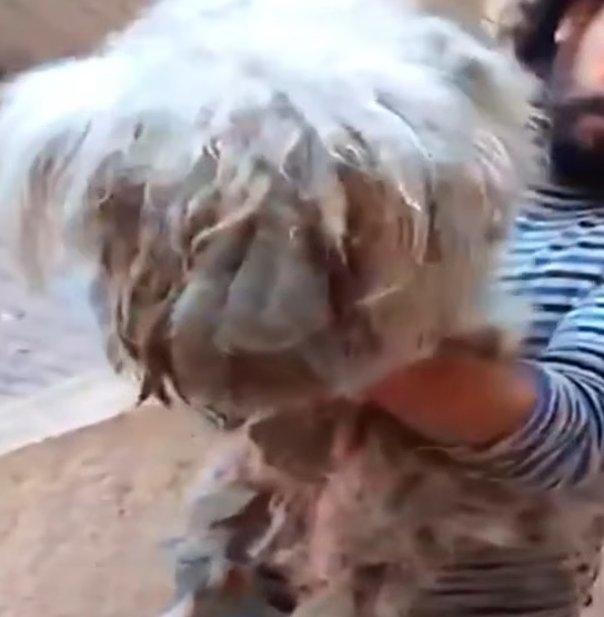 Part2 Animals Rescue #dogrescue #rescuedog #dogsofttiktok #foryoupage #foryou #dogs