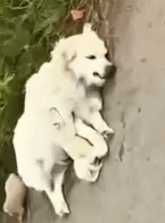 Part2 Animals Rescue #dogrescue #rescuedog #dogsofttiktok #foryoupage #foryou #dogs