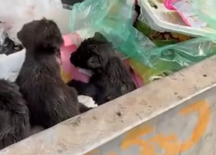 Part2 Animals Rescue #dogrescue #rescuedog #dogsofttiktok #foryoupage #foryou #dogs