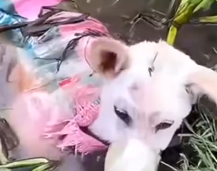 Part2 Animals Rescue #dogrescue #rescuedog #dogsofttiktok #foryoupage #foryou #dogs