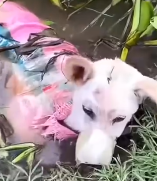 Part2 Animals Rescue #dogrescue #rescuedog #dogsofttiktok #foryoupage #foryou #dogs