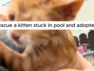 Part2 Animals Rescue #dogrescue #rescuedog #dogsofttiktok #foryoupage #foryou #dogs