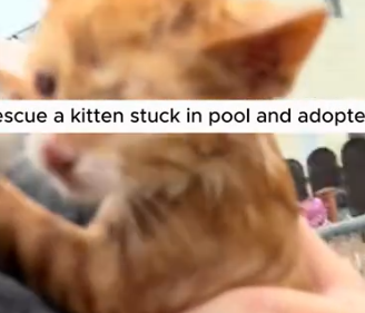 Part2 Animals Rescue #dogrescue #rescuedog #dogsofttiktok #foryoupage #foryou #dogs