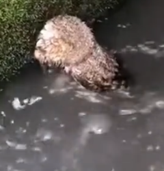 Part2 Animals Rescue #dogrescue #rescuedog #dogsofttiktok #foryoupage #foryou #dogs