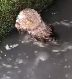 Part2 Animals Rescue #dogrescue #rescuedog #dogsofttiktok #foryoupage #foryou #dogs