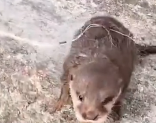 Part2 Animals Rescue #dogrescue #rescuedog #dogsofttiktok #foryoupage #foryou #dogs