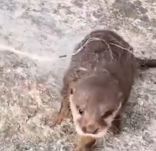 Part2 Animals Rescue #dogrescue #rescuedog #dogsofttiktok #foryoupage #foryou #dogs