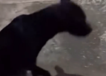 Part2 Animals Rescue #dogrescue #rescuedog #dogsofttiktok #foryoupage #foryou #dogs