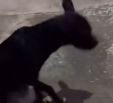 Part2 Animals Rescue #dogrescue #rescuedog #dogsofttiktok #foryoupage #foryou #dogs