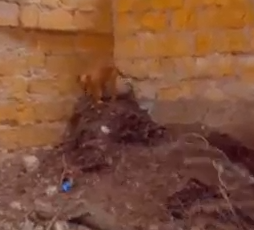 Part2 Animals Rescue #dogrescue #rescuedog #dogsofttiktok #foryoupage #foryou #dogs