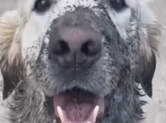 Part2 Animals Rescue #dogrescue #rescuedog #dogsofttiktok #foryoupage #foryou #dogs