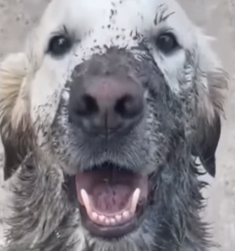 Part2 Animals Rescue #dogrescue #rescuedog #dogsofttiktok #foryoupage #foryou #dogs