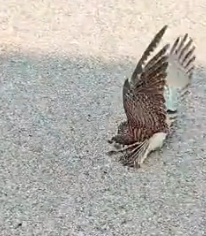 Part2 Animals Rescue #dogrescue #rescuedog #dogsofttiktok #foryoupage #foryou #dogs