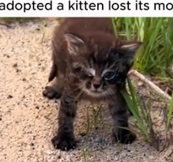 Part2 Animals Rescue #dogrescue #rescuedog #dogsofttiktok #foryoupage #foryou #dogs