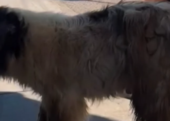 Part2 Animals Rescue #dogrescue #rescuedog #dogsofttiktok #foryoupage #foryou #dogs