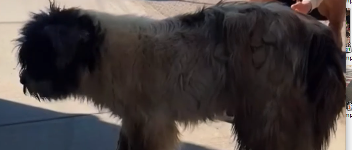 Part2 Animals Rescue #dogrescue #rescuedog #dogsofttiktok #foryoupage #foryou #dogs