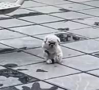 Part2 Animals Rescue #dogrescue #rescuedog #dogsofttiktok #foryoupage #foryou #dogs