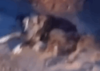 Part2 Animals Rescue #dogrescue #rescuedog #dogsofttiktok #foryoupage #foryou #dogs