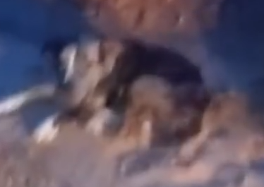 Part2 Animals Rescue #dogrescue #rescuedog #dogsofttiktok #foryoupage #foryou #dogs