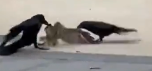 Part2 Animals Rescue #dogrescue #rescuedog #dogsofttiktok #foryoupage #foryou #dogs