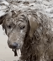 Part2 Animals Rescue #dogrescue #rescuedog #dogsofttiktok #foryoupage #foryou #dogs